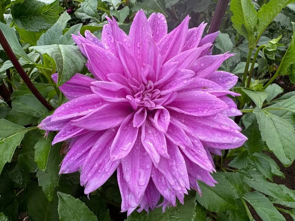 Dahlia 'Lilac Time'