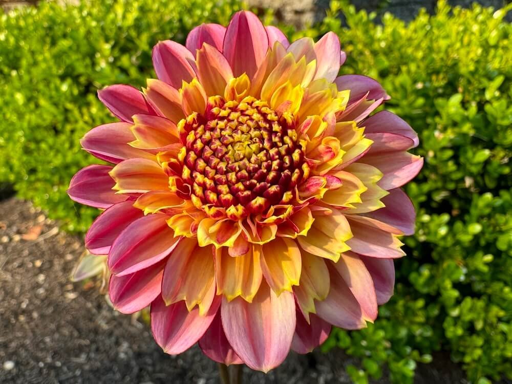 Dahlia 'BJ's Rival'