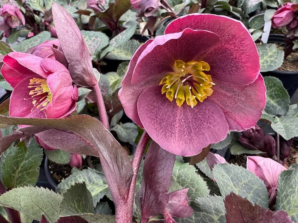 Helleborus x iburgensis 'Pippa's Purple'