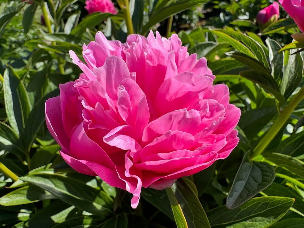 Paeonia lactiflora 'Joker'