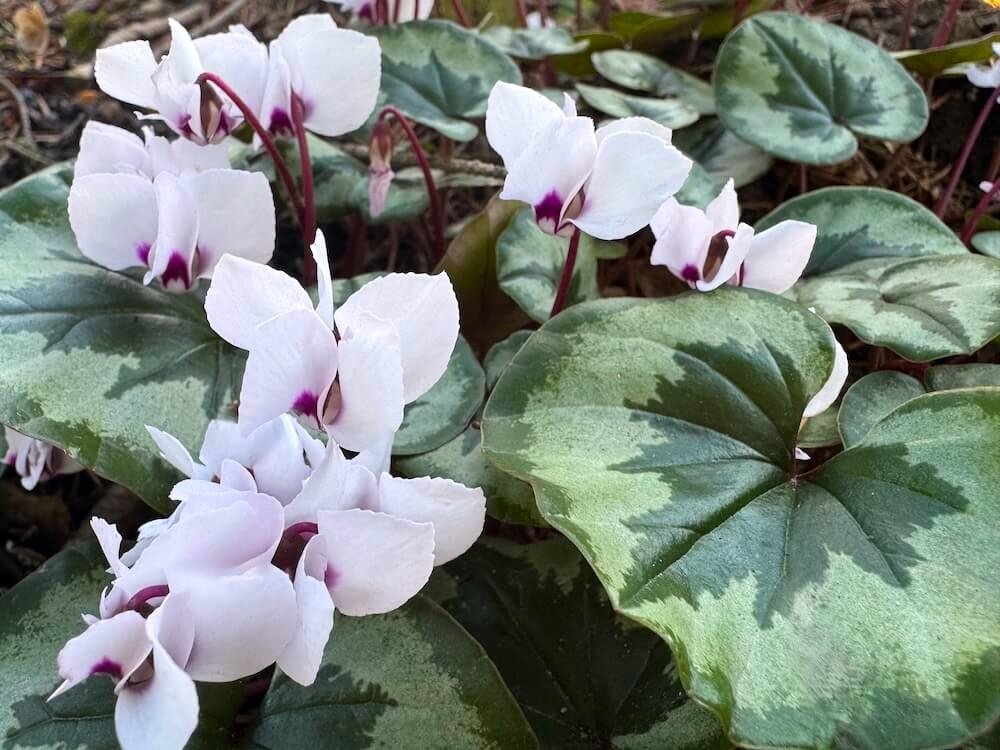CYCLAMEN