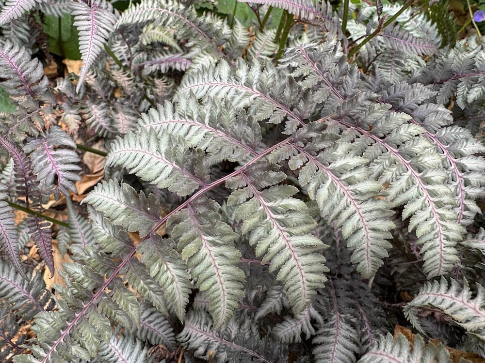 Athyrium niponicum var. pictum 'Regal Red'