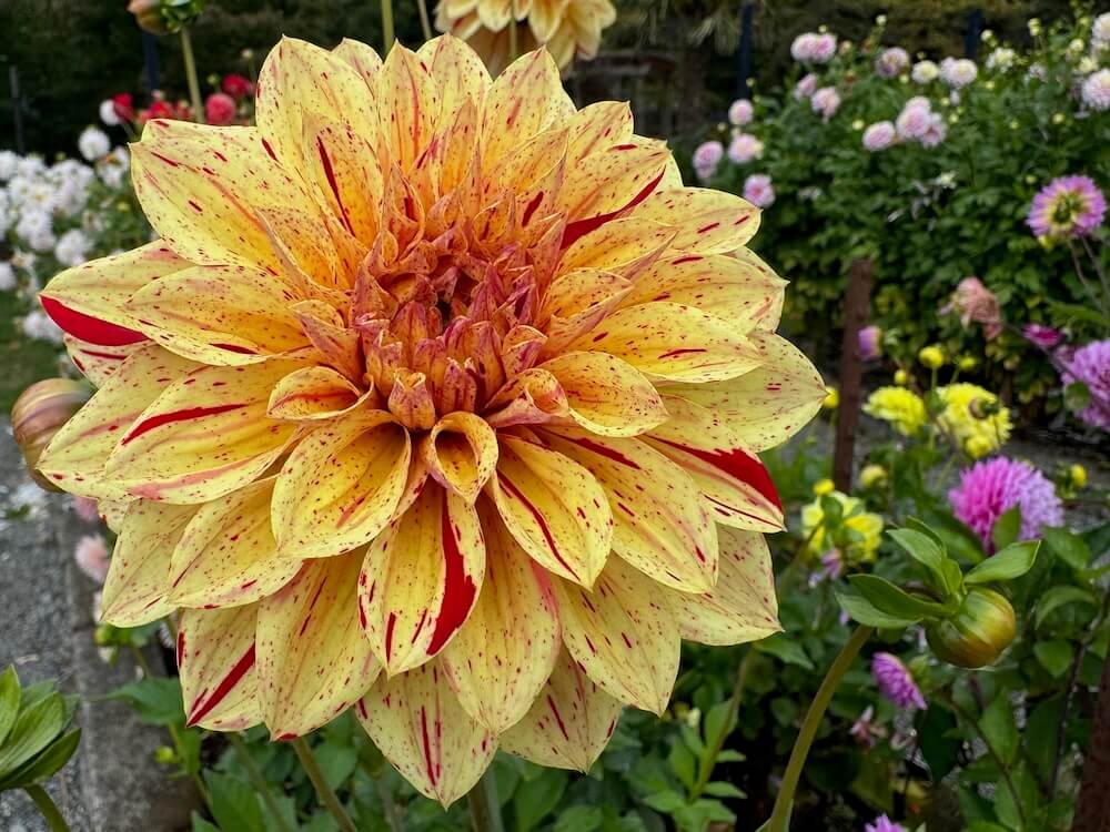Dahlia 'Gloriosa'