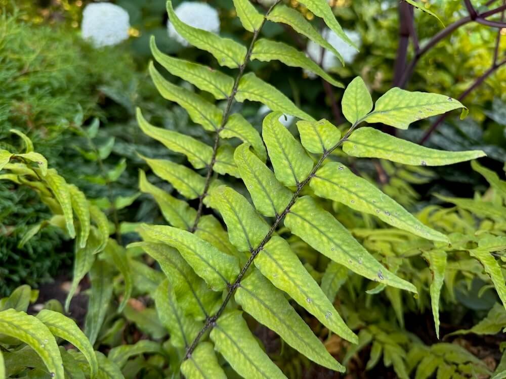 Cryptomium fortunei