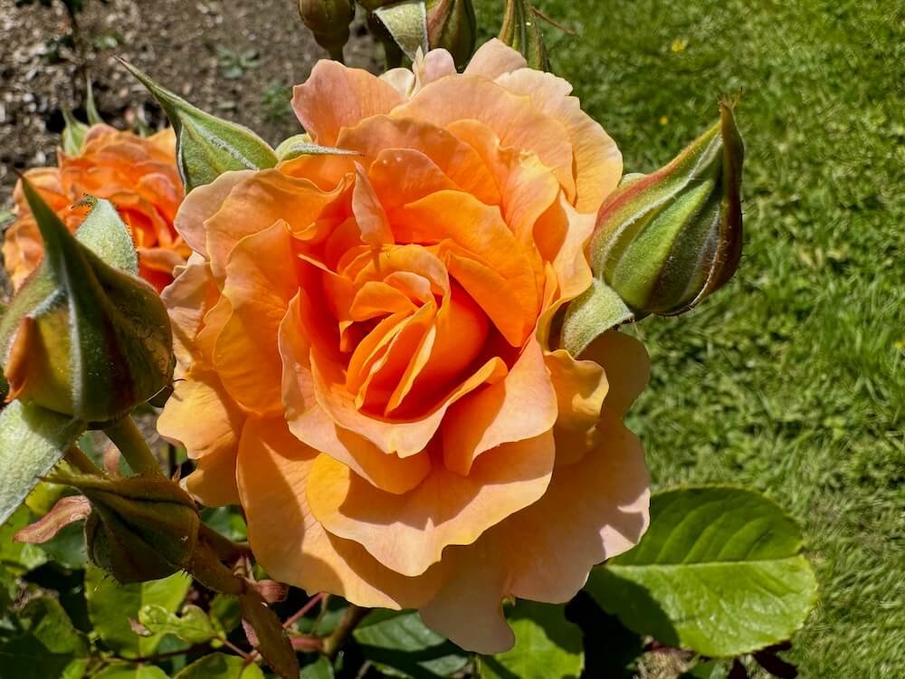Rosa 'Honey Perfume'