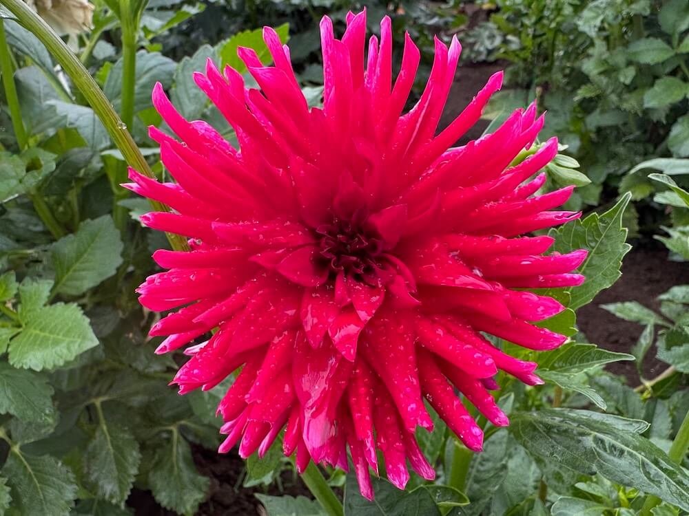 Dahlia 'Matilda Huston'