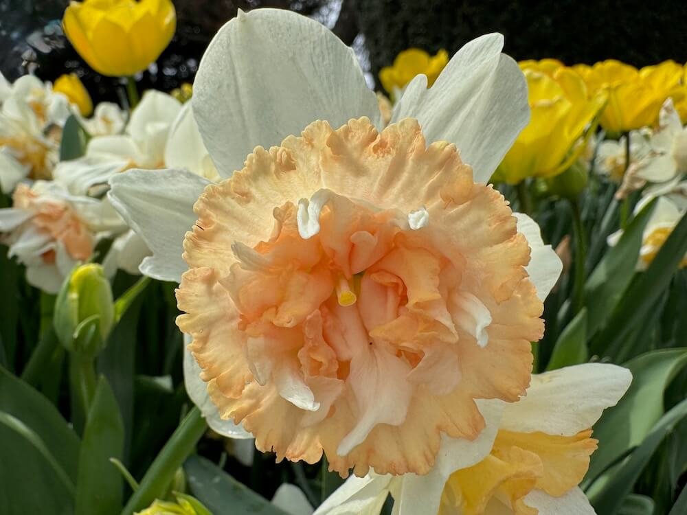 Narcissus 'Petit Four'