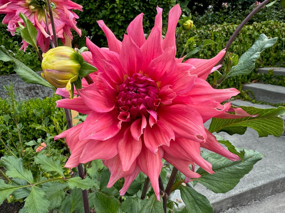 Dahlia 'Belle of Barmera'