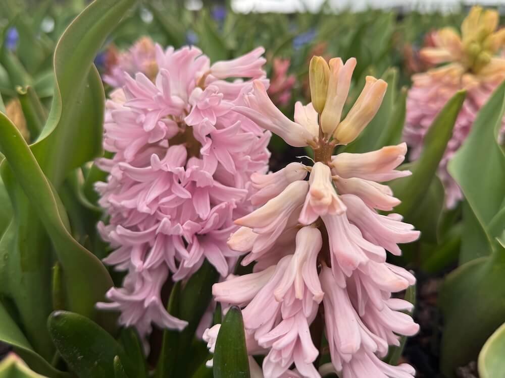 Hyacinthus orientalis 'Apricot Passion'