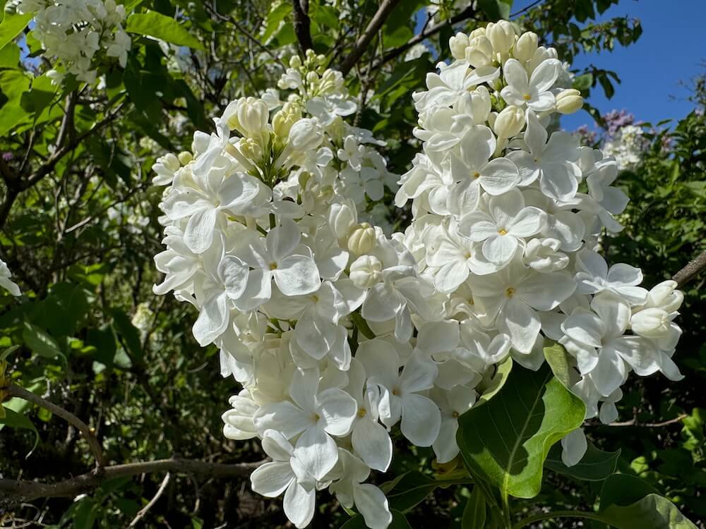 Syringa vulgaris 'Carley'