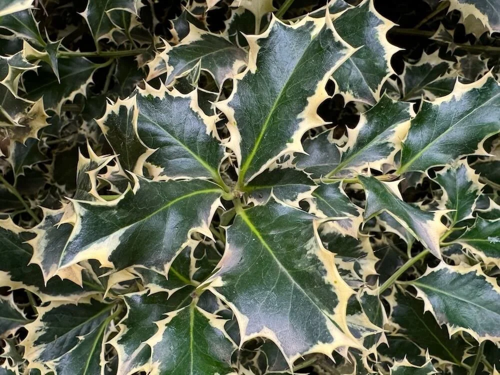 Ilex aquifolium 'Sadezam'