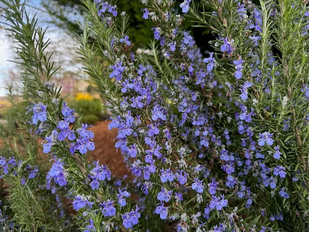 Rosmarinus officinalis 'Tuscan Blue'