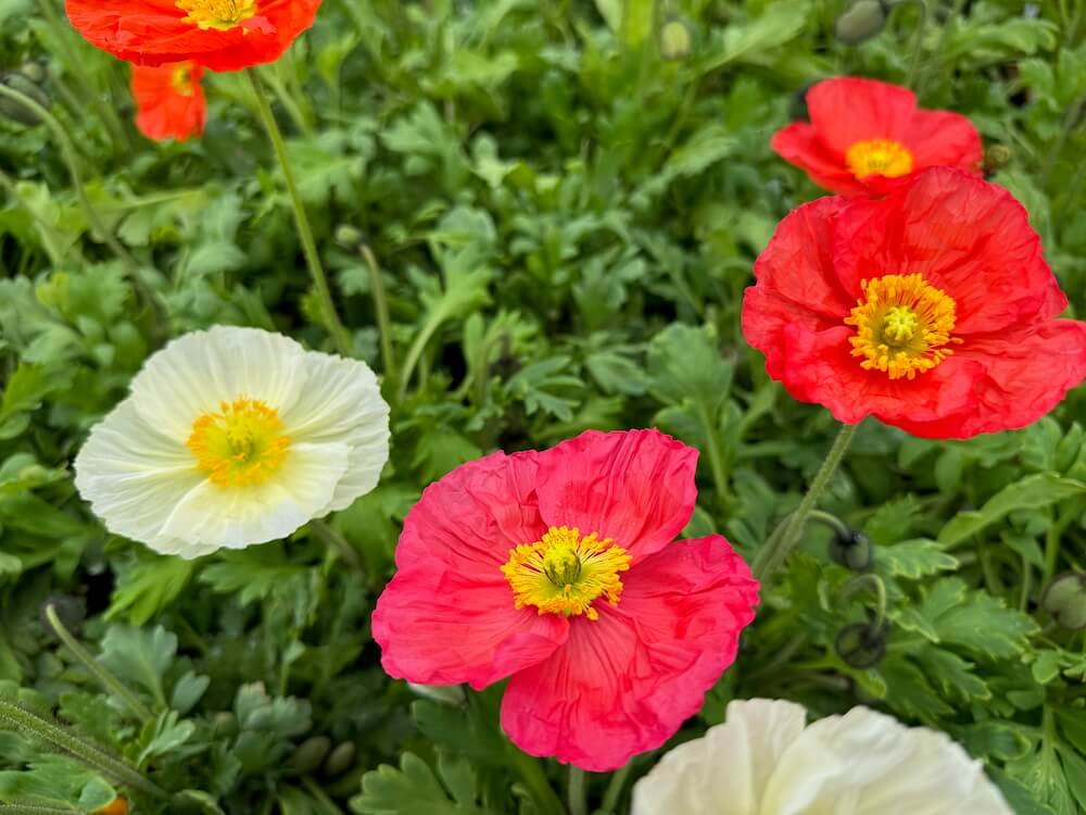 Papaver mudicaule 'Champagne Bubbles'