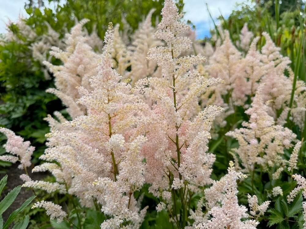 Astilbe x rosea 'Peach Blossom'