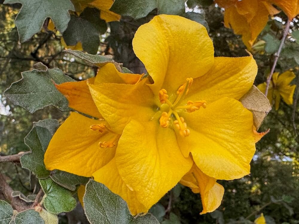 FLANNEL BUSH (Fremontodendron)