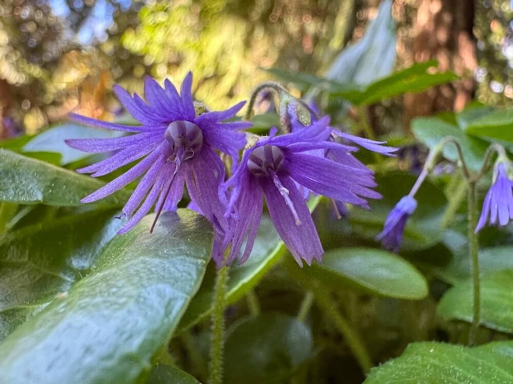 ALPINE SNOWBELL (Soldanella)