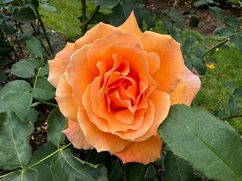 Rosa 'Just Joey'