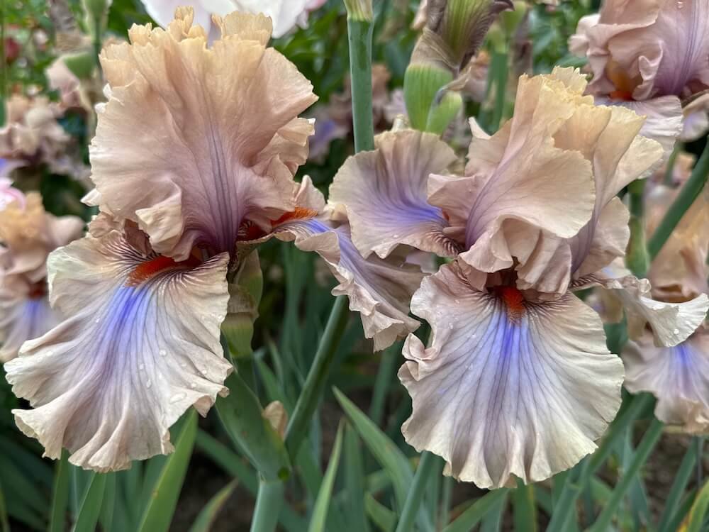 IRIS