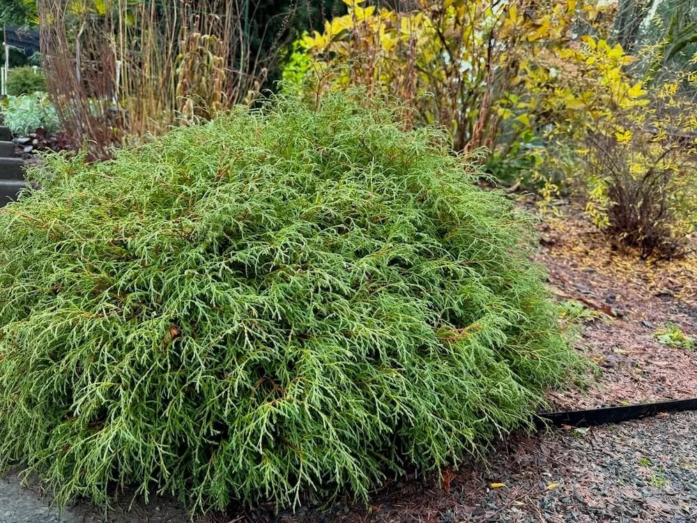 Thuja occidentalis 'Bobazam'