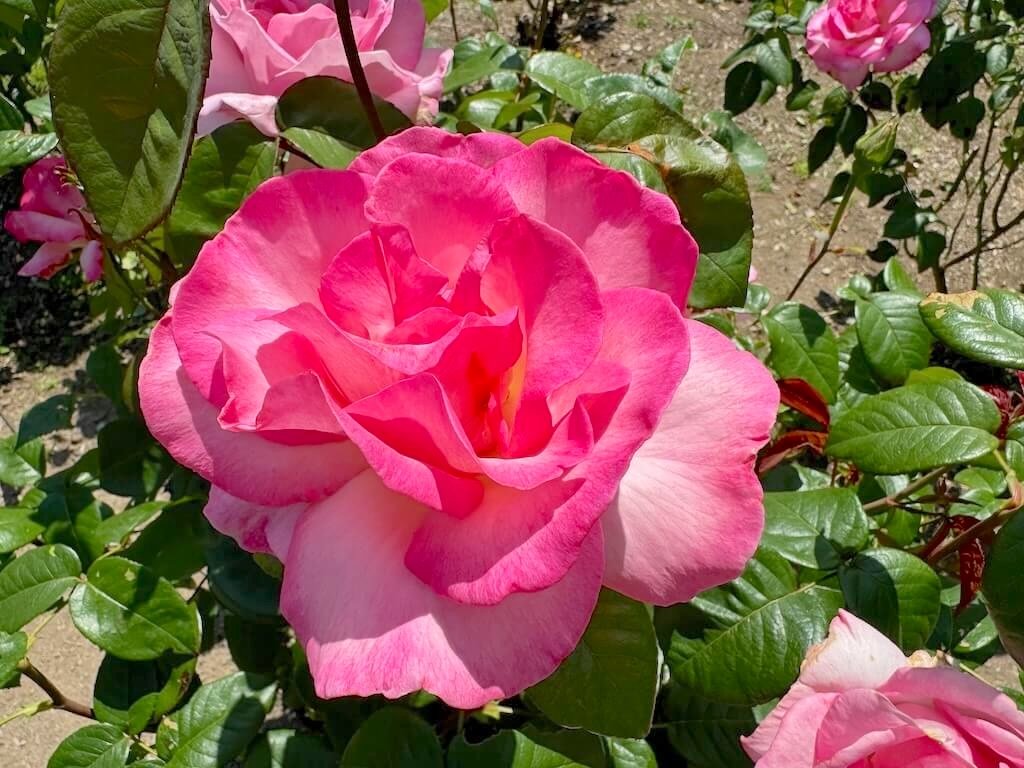 Rosa 'Pink Promise'