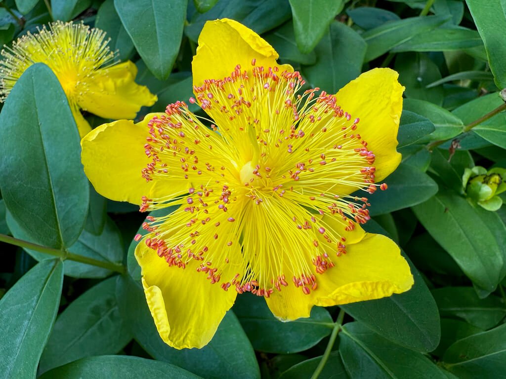 ST. JOHN'S WORT (Hypericum)