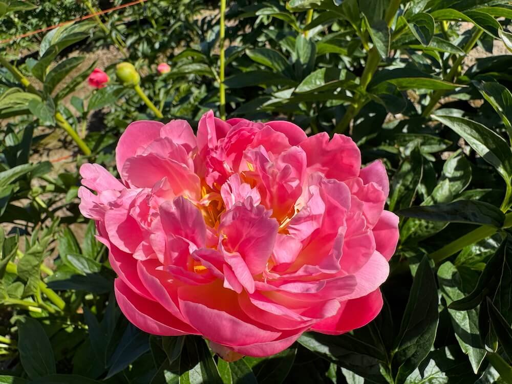Paeonia lactiflora 'Pink Hawaiian Coral'