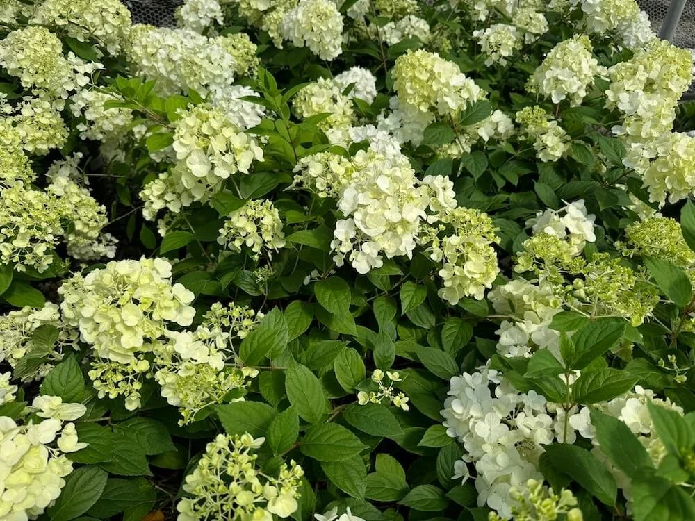 Hydrangea paniculata 'SMHPCW'
