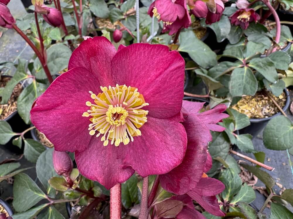 Helleborus x iburgensis HGC 'Ice N' Roses Bennotta'