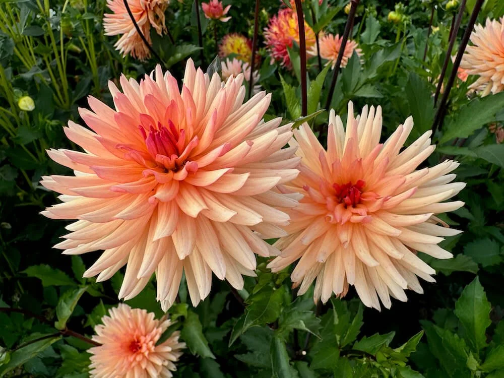 Dahlia 'Peach Fuzz'