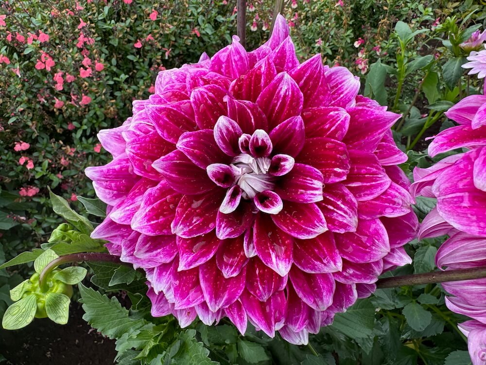 Dahlia 'Uncle B'