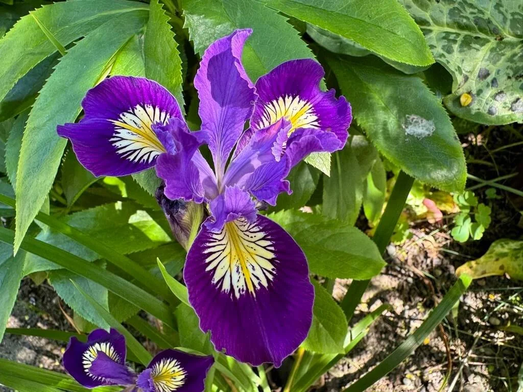 Iris PCH ‘Purple’