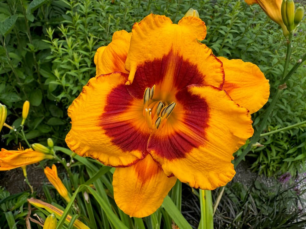 Hemerocallis 'Fooled Me'