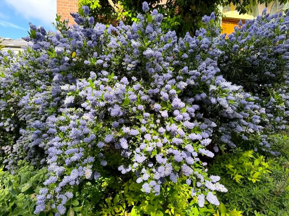 Ceanothus thyrsiflorus 'Victoria'