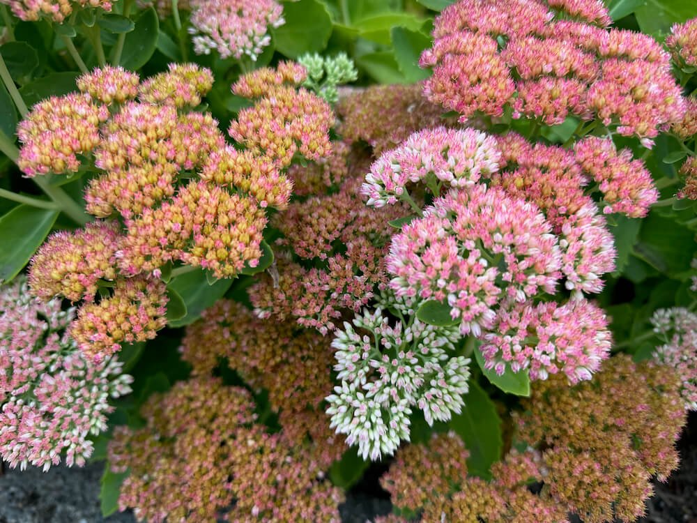 Hylotelephium spectabile 'Autumn Joy'
