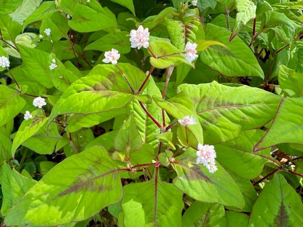 Persicaria capitata