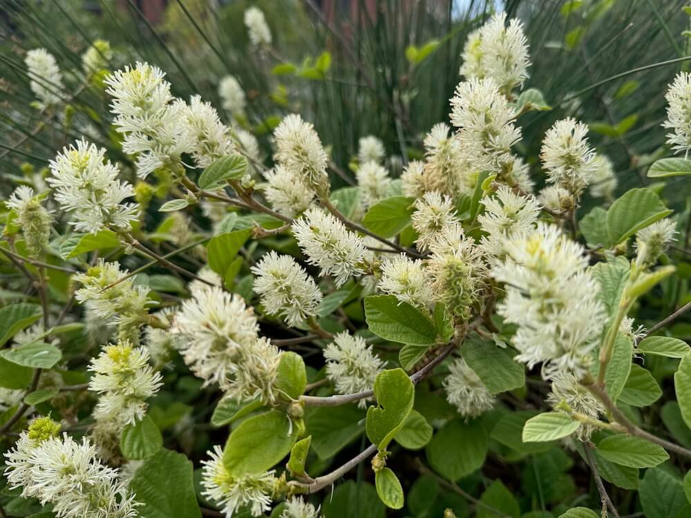 FOTHERGILLA