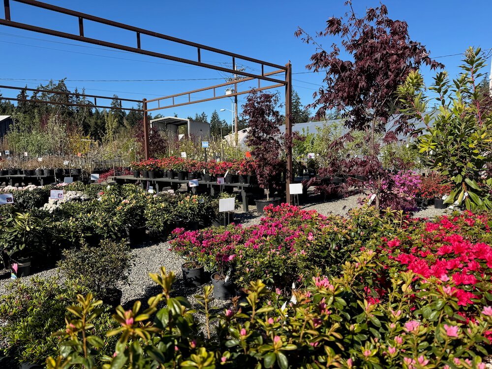 VALLEY NURSERY