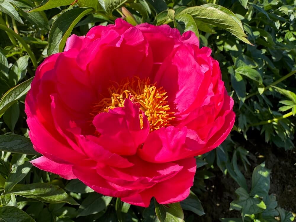 Paeonia × lactiflora 'Cytherea'