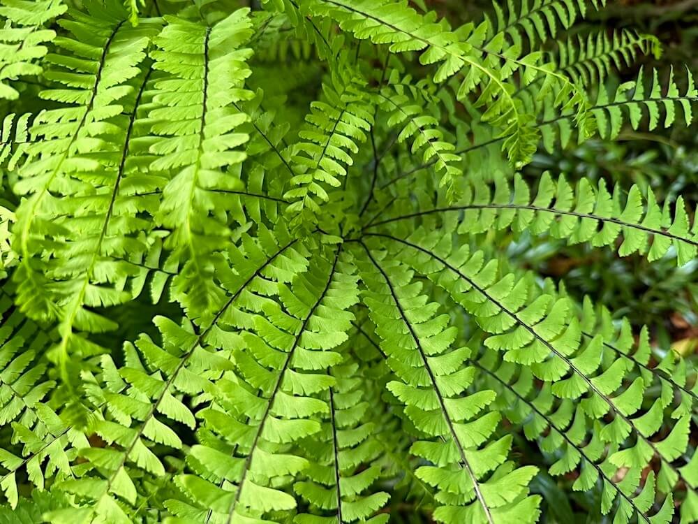 Adiantum pedatum