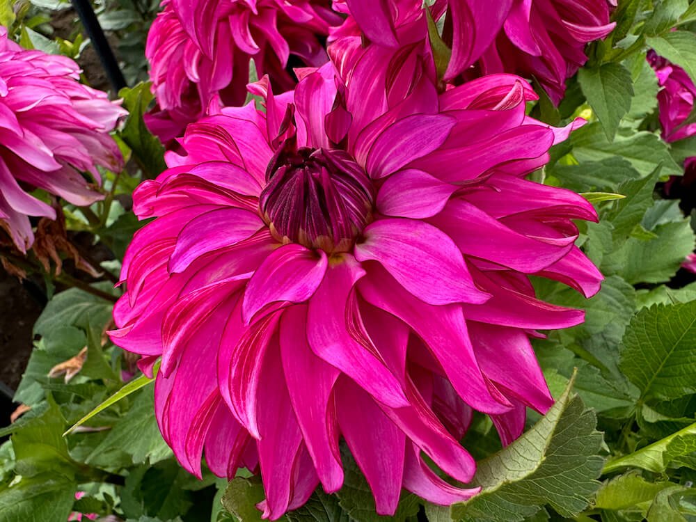 Dahlia 'Drama Queen'