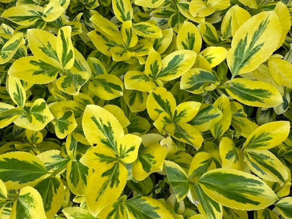 WINTERCREEPER (Euonymus)