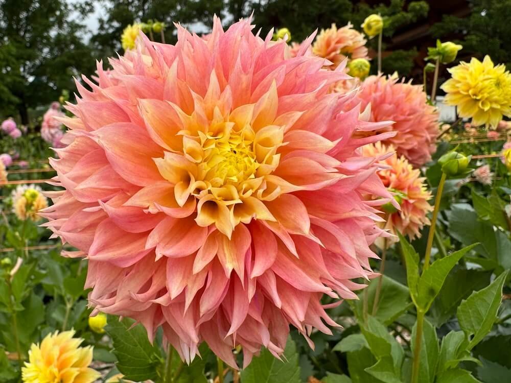 Dahlia 'Kogane Fubuki'