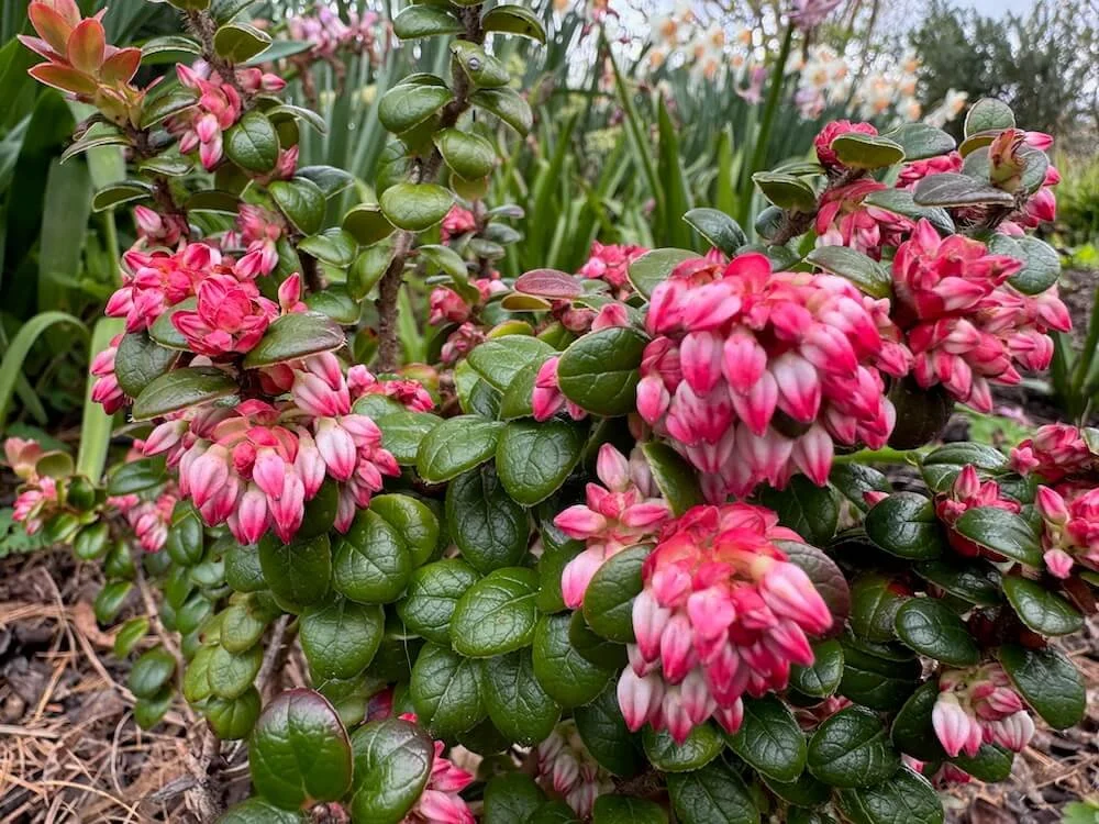 VACCINIUM