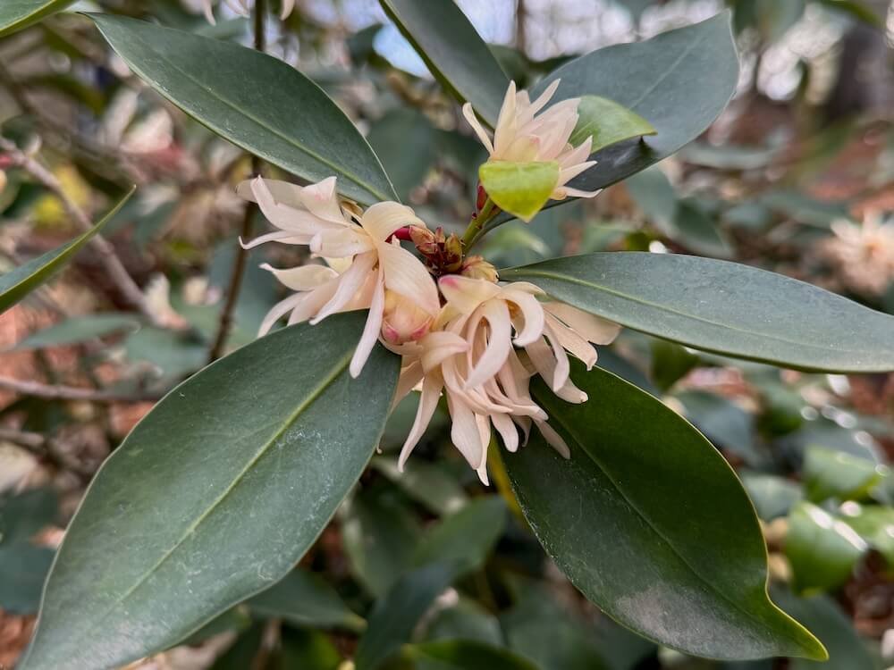 Illicium anisatum 'HinPurlf'