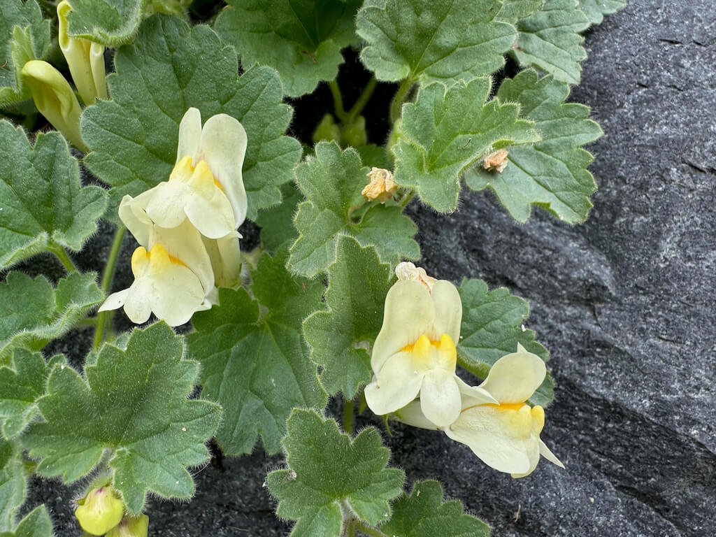 Asarina procumbens