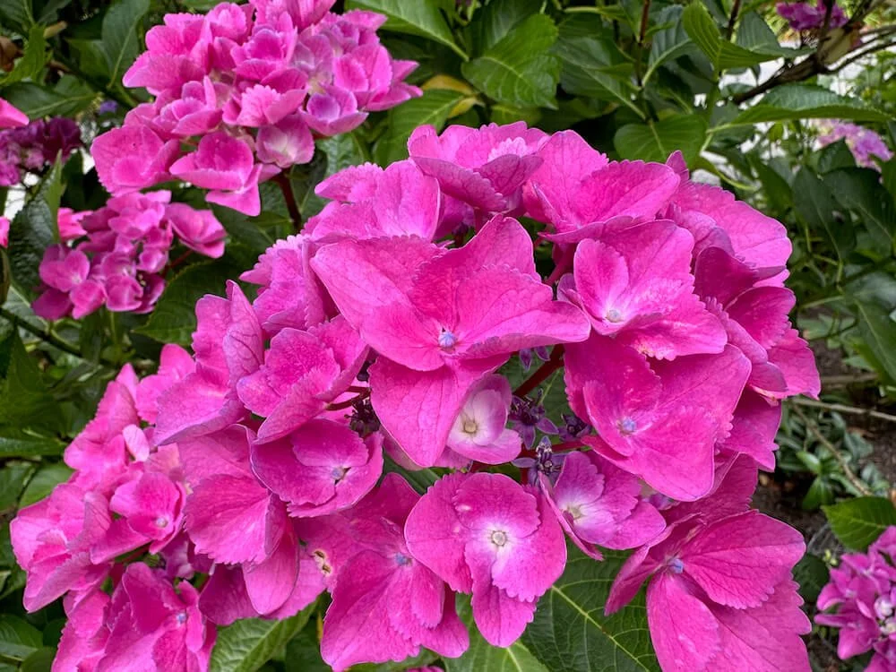Hydrangea macrophylla ‘Ragra’