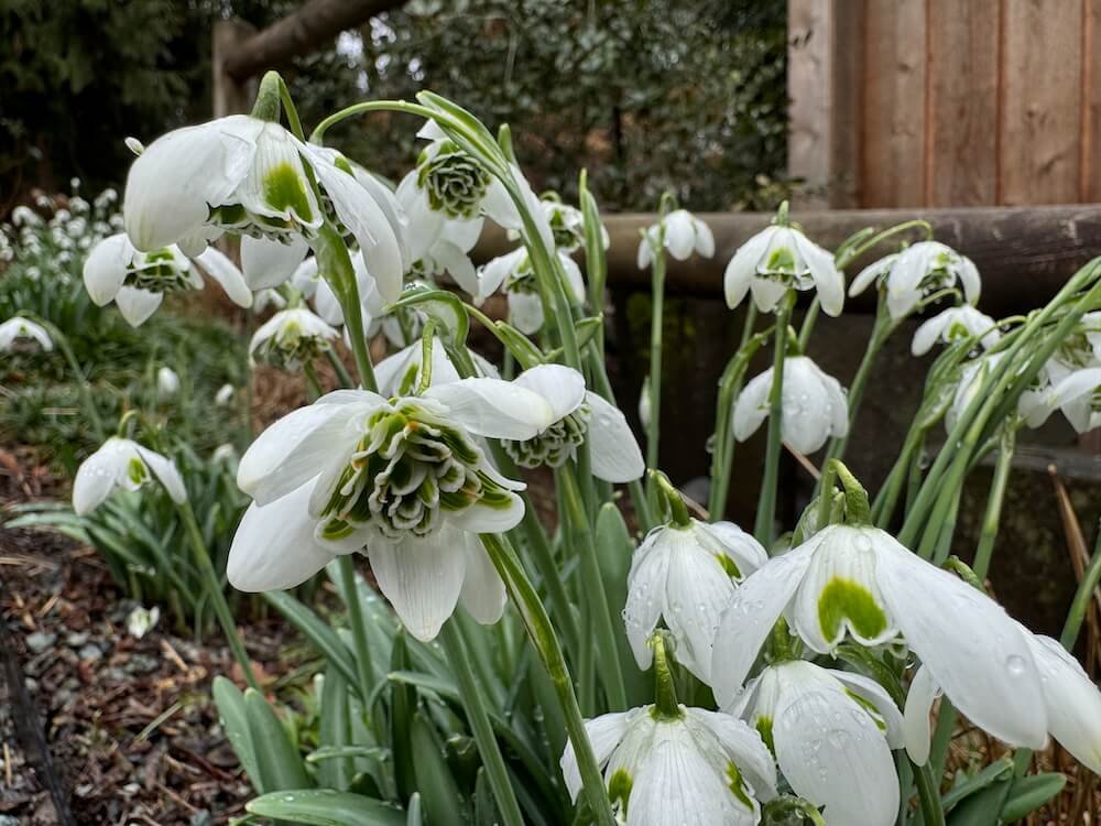 Galanthus elwesii