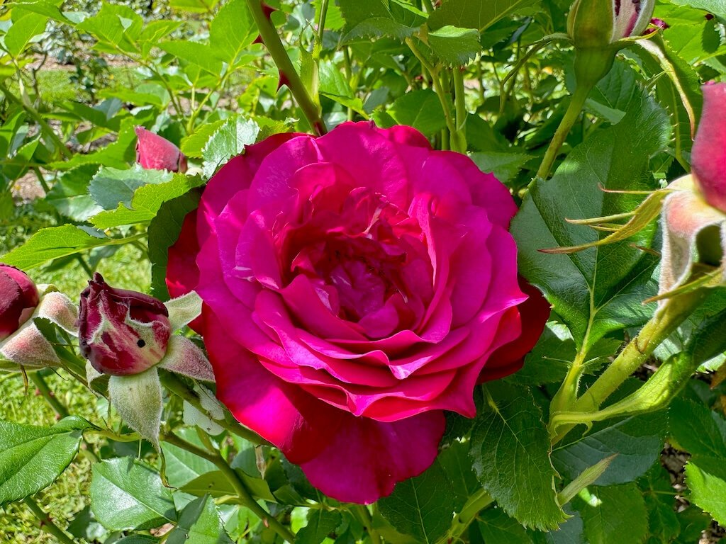 Rosa 'Wekisoblip'