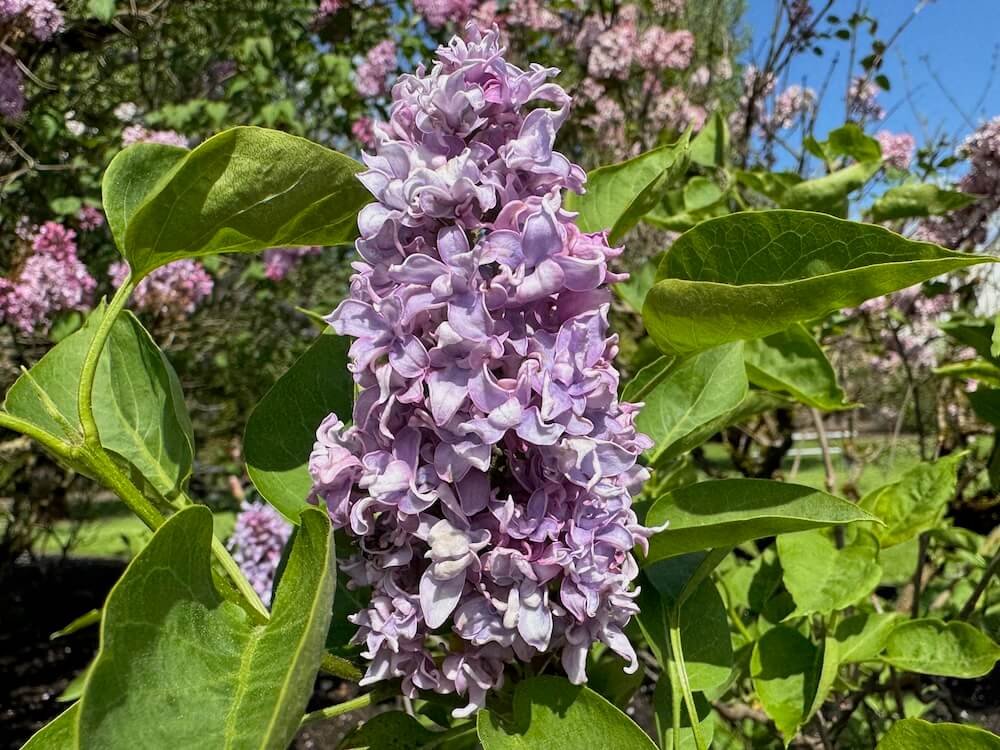Syringa vulgaris 'Fred Wilke'