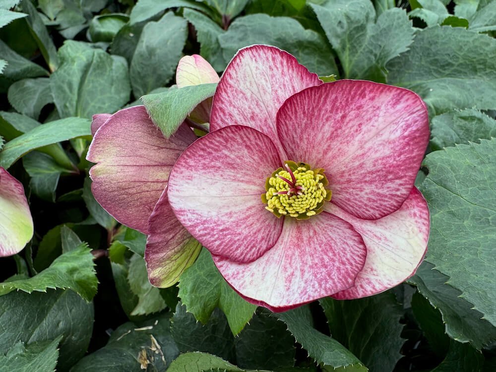 Helleborus x glandorfensis HGC 'Ice N' Roses Rosado'